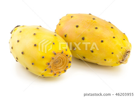 yellow prickly pear or opuntia isolated on a white background yellow prickly pear or opuntia isolated on a white background 46203955