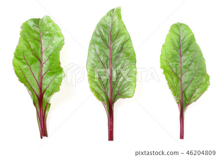fresh beet leaf isolated on white background. Top view. Flat lay pattern 46204809