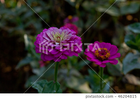 花 花 46204815