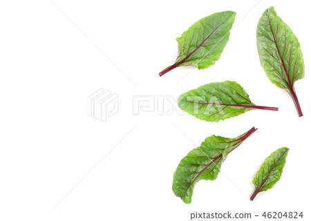 fresh beet leaf isolated on white background. Top view. Flat lay pattern fresh beet leaf isolated on white background. Top view. Flat lay pattern 46204824