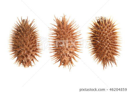 dry Xanthium strumarium isolated on white background has medicinal properties dry Xanthium strumarium isolated on white background has medicinal properties 46204859
