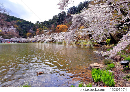 盛開的Suzaka市的Yuryu公園 46204974