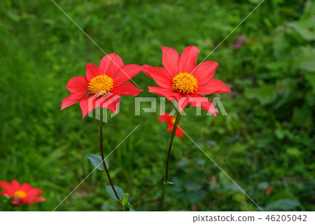 紅色達里亞 紅色達里亞 46205042