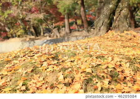 Nara's autumn Ginkgo fallen leaves 46205084