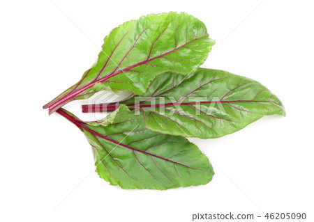 fresh beet leaf isolated on white background. Top view. Flat lay pattern fresh beet leaf isolated on white background. Top view. Flat lay pattern 46205090