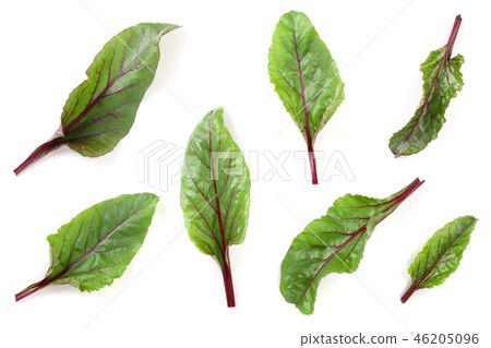 fresh beet leaf isolated on white background. Top view. Flat lay pattern fresh beet leaf isolated on white background. Top view. Flat lay pattern 46205096