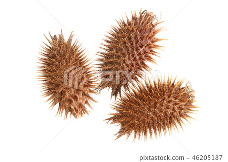 dry Xanthium strumarium isolated on white background has medicinal properties dry Xanthium strumarium isolated on white background has medicinal properties 46205187