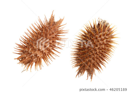 dry Xanthium strumarium isolated on white background has medicinal properties 46205189