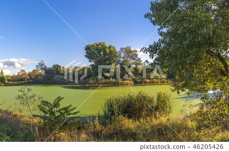 Old dirty pond covered with duckweed and mud 46205426