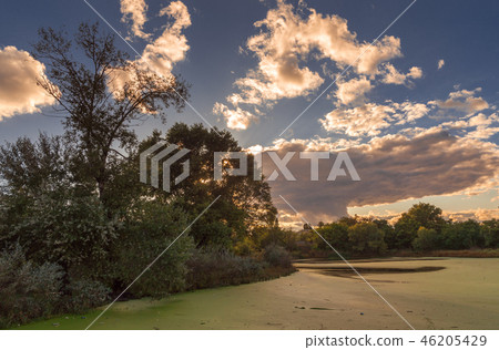 Old dirty pond covered with duckweed and mud Old dirty pond covered with duckweed and mud 46205429