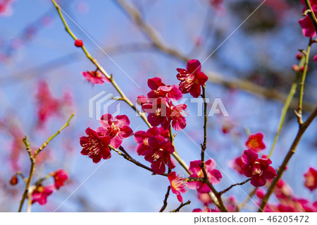 Koishikawa Korakuen梅花紅梅樹（祝你好運） 46205472
