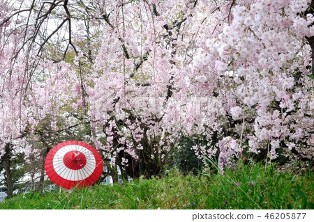 Spring full bloom Spring full bloom 46205877