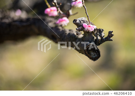 Plum blossom  46206410