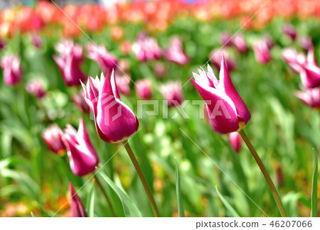 盛開盛開的山下公園鬱金香 盛開盛開的山下公園鬱金香 46207066