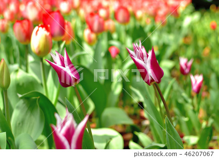Yamashita Park Tulip blooming in full bloom Yamashita Park Tulip blooming in full bloom 46207067