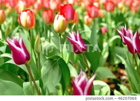 Yamashita Park Tulip blooming in full bloom Yamashita Park Tulip blooming in full bloom 46207068