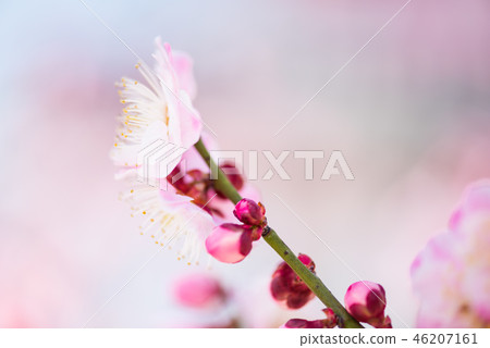 Plum blossom  46207161