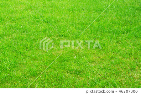 Green grass lawn 46207300