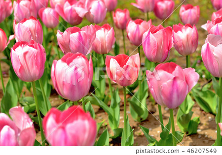Yokohama Park tulips blooming in full bloom Yokohama Park tulips blooming in full bloom 46207549