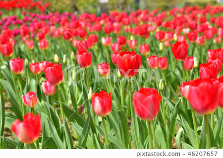 Yokohama Park tulips blooming in full bloom Yokohama Park tulips blooming in full bloom 46207657