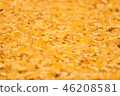 fallen leaves of ginkgo 46208581