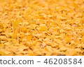fallen leaves of ginkgo 46208584