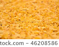 fallen leaves of ginkgo 46208586