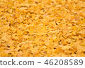 fallen leaves of ginkgo 46208589