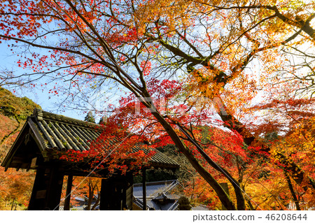 Autumn leaves of Akitsuki Castle 46208644