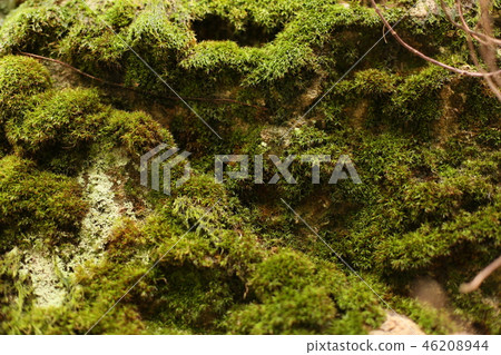 Moss Moss 46208944