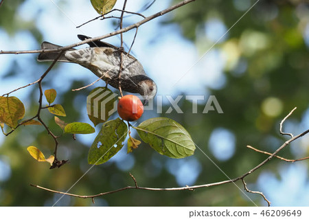 Brown ears that eat persimmon 46209649