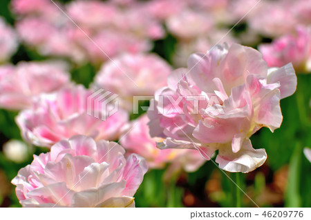 Yokohama Park tulips blooming in full bloom 46209776