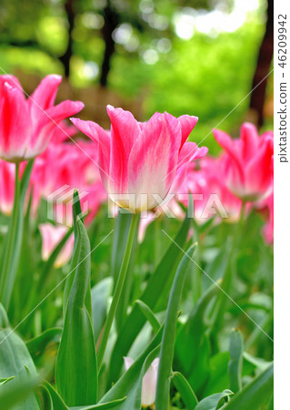 盛開在盛開的橫濱公園鬱金香 46209942