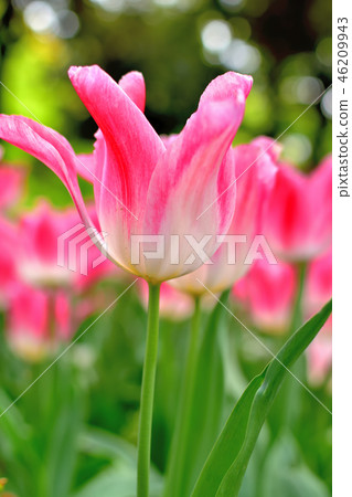 Yokohama Park tulips blooming in full bloom Yokohama Park tulips blooming in full bloom 46209943