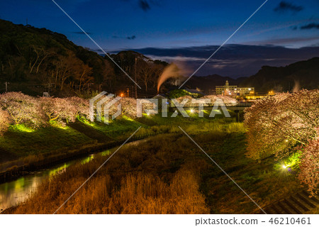 [Shizuoka Prefecture Minamiizu-cho] Kawazu cherry blossoms along the Aono River 46210461