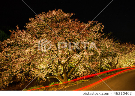 [Shizuoka Prefecture Minamiizu-cho] Kawazu cherry blossoms along the Aono River 46210462