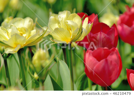 Yokohama Park tulips blooming in full bloom Yokohama Park tulips blooming in full bloom 46210479