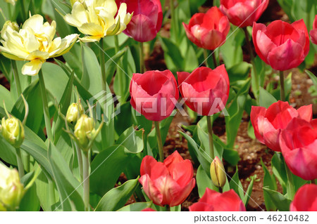 Yokohama Park tulips blooming in full bloom Yokohama Park tulips blooming in full bloom 46210482