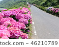  hydrangea 46210789