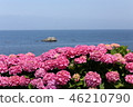  hydrangea 46210790