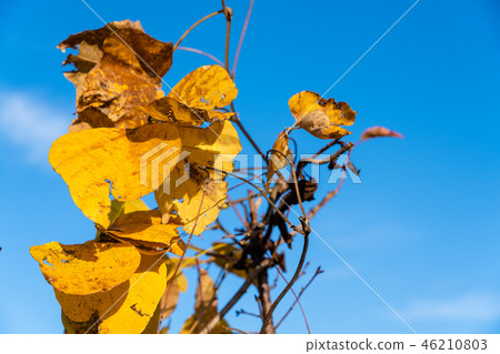 Dead leaves of ivy 46210803