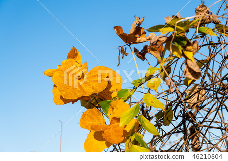 Dead leaves of ivy 46210804