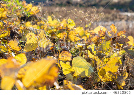 Dead leaves of ivy 46210805