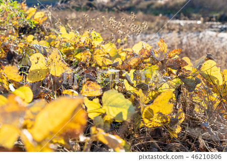 Dead leaves of ivy Dead leaves of ivy 46210806