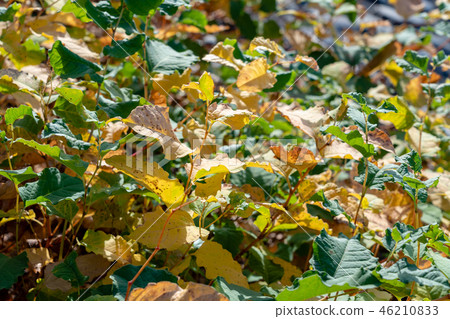Dead leaf of Japanese deer 46210833