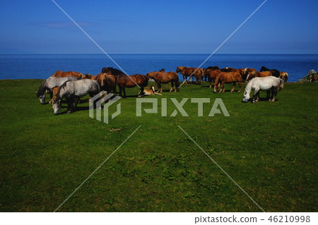 Shiyoka Peninsula Shiriyasaki的冷馬 Shiyoka Peninsula Shiriyasaki的冷馬 46210998