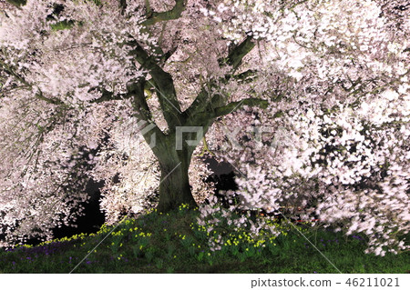 Cherry blossoms and light up of Kanizaki, Amagasaki, Yamanashi Prefecture 46211021