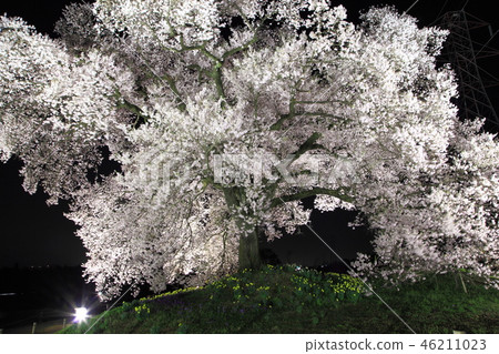 Cherry blossoms and light up of Kanizaki, Amagasaki, Yamanashi Prefecture 46211023
