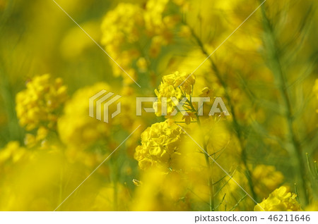 Rapeseed field 46211646
