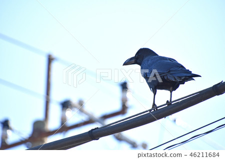 Ladybird glass Ladybird glass 46211684